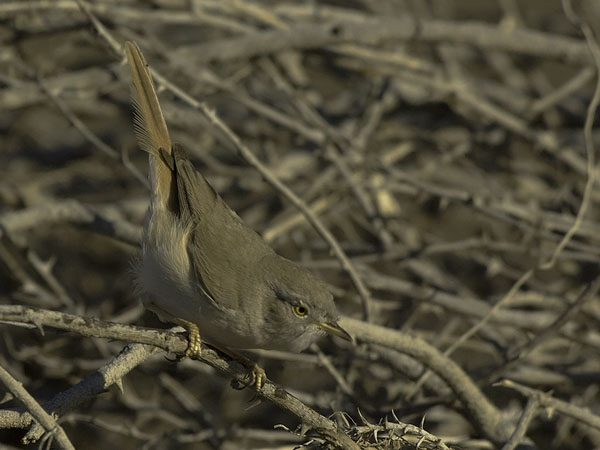 Kääpiökerttu, Asian Desert Warbler , Sylvia nana